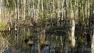 28. Platz: Puusterke Neu! mit Wiedervernässung im Landschaftsschutzgebiet Altwarmbüchener Moor. Die Birken werden sicherlich bald absterben, denn selbst im trockenen Mai 2015 stehen sie im Wasser.