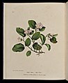 Майский цветок (табл. I), 1840 г.