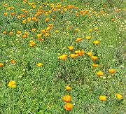 Wildflowers in Berkeley.jpg