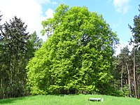 Winterlinde am Ziegenberg bei Steinbach