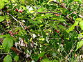 Дереза-малинник (Rubus idaeus)