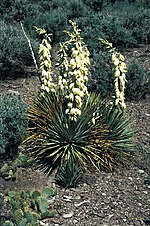 Miniatura para Yucca harrimaniae