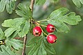 Crataegus monogyna의 열매.