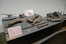 フクイティタンの化石