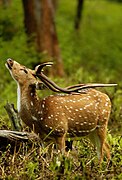 Un chital dans le parc.