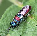 Chrysis bicolor