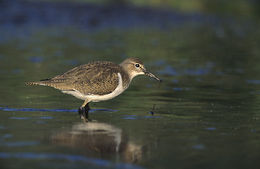 Krantinis tilvikas (Actitis hypoleucos)