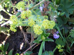 Pievinė rasakila (Alchemilla xanthochlora)