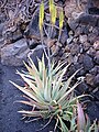 Aloe buhrii