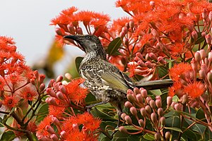 Фикус чапракълы коримбияны (Corymbia ficifolia) гоккаларыны ичинден Anthochaera chrysoptera чыпчыкъ. Остинс-Ферри, Тасмания