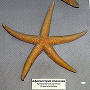 Aphelasterias japonica
