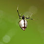 Vignette pour Argyrodes elevatus