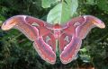 Adult from the Western Ghats