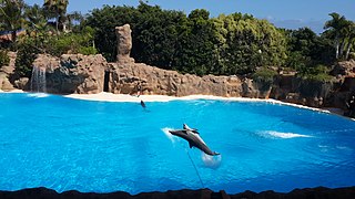 Vue du bassin des grands dauphins.