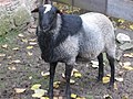 Мініатюра для Романовська порода овець