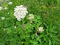 Berce (Heracleum sp.)