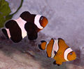 Dos peixos pallasso, un d'ells de color negre, molt menys freqüent que l'altre, de coloració normal.