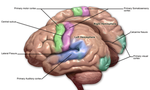 Motor and sensory regions of the brain Blausen 0103 Brain Sensory&Motor.png