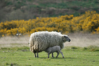 Races de moutons dans MOUTON 320px-Brebis_agneau
