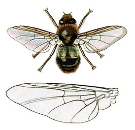 Gasterophilus nasalis