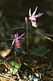 Norne (Calypso bulbosa var. occidentalis)