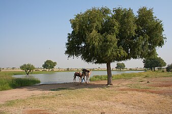 Un nadi (étang artificiel) associé à un oran (pâturage) dans la région de Barmer.