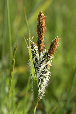 Piukkasaran (Carex elata) kukinto. Ylemmät tähkät ovat hedekukallisia, alemmat emikukallisia. Valkoiset osat ovat emikukkien luotteja.
