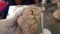Файл: Демонстрация полушария головного мозга - Санджой Саньял - Лаборатория нейробиологии, осень 2013 г. (Обрезано с 28 мин. 57 с. До 29 мин. 50 с.) Внутри теменная борозда.webm