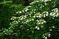 Viburnum macrocephalum f. keteleeri