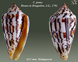 Conus janus