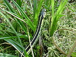 Valley Garter Snake
