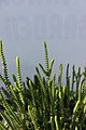 Crassula muscosa во Ботаничката градина на ПМФ во Скопје