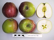 Cross section of apples from Isaac Newton's Tree, National Fruit Collection Cross section of Isaac Newton's Tree, National Fruit Collection (acc. 1948-729).jpg