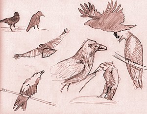 crows sketchs
