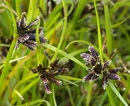 Rudoji viksvuolė (Cyperus fuscus)