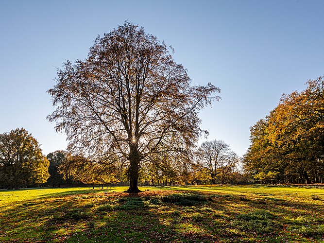 Одинокое дерево в парке дикой природы[нем.] в окрестностях Дюльмена, Северный Рейн-Вестфалия