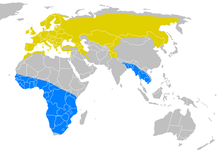 Utbreiingsområde: hekkeområda er gule, overvintringsstadene blå