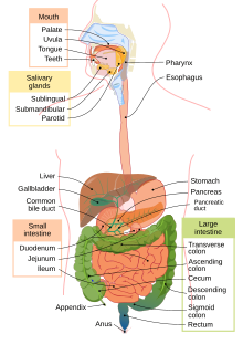 Digestive system Digestive system diagram en.svg