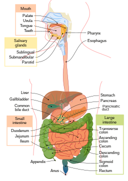 Digestive system diagram en