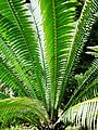 Novembre 2006 Dioon spinulosum (Orto botanico di Palermo)