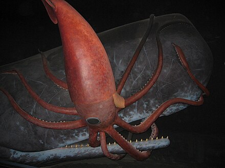 Giant Squid Diet Facts And Fiction