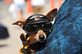 1 octobre 2011 Oups, la brigade de sûreté de la cabale canine arrive un peu tard. Ou alors, trop tôt.