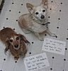 An example of dog shaming