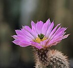 Echinocereus websterianus, named after Webster in 1947 by George Edmund Lindsay