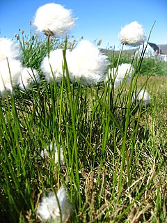 Eriophorum scheuchzeri