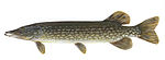 Esox lucius1.jpg