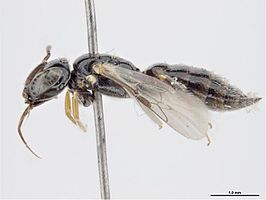 Exoneurella lawsoni