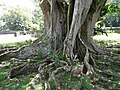 Ficus religiosa