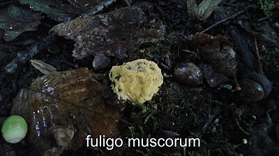 Fuligo muscorum