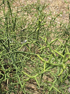 dorna keberlinio (Koeberlinia spinosa)